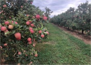 Implexx Sap Flow Sensor is a sap flow sensor designed for growers - apple orchard.