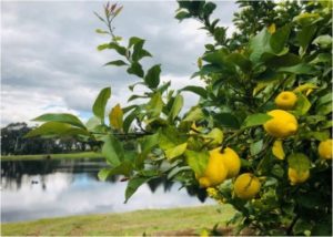 Implexx Sap Flow Sensor is a sap flow sensor designed for growers - citrus orchard.