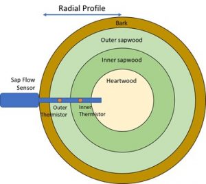 Sapwood Radial Profile Moisture Content