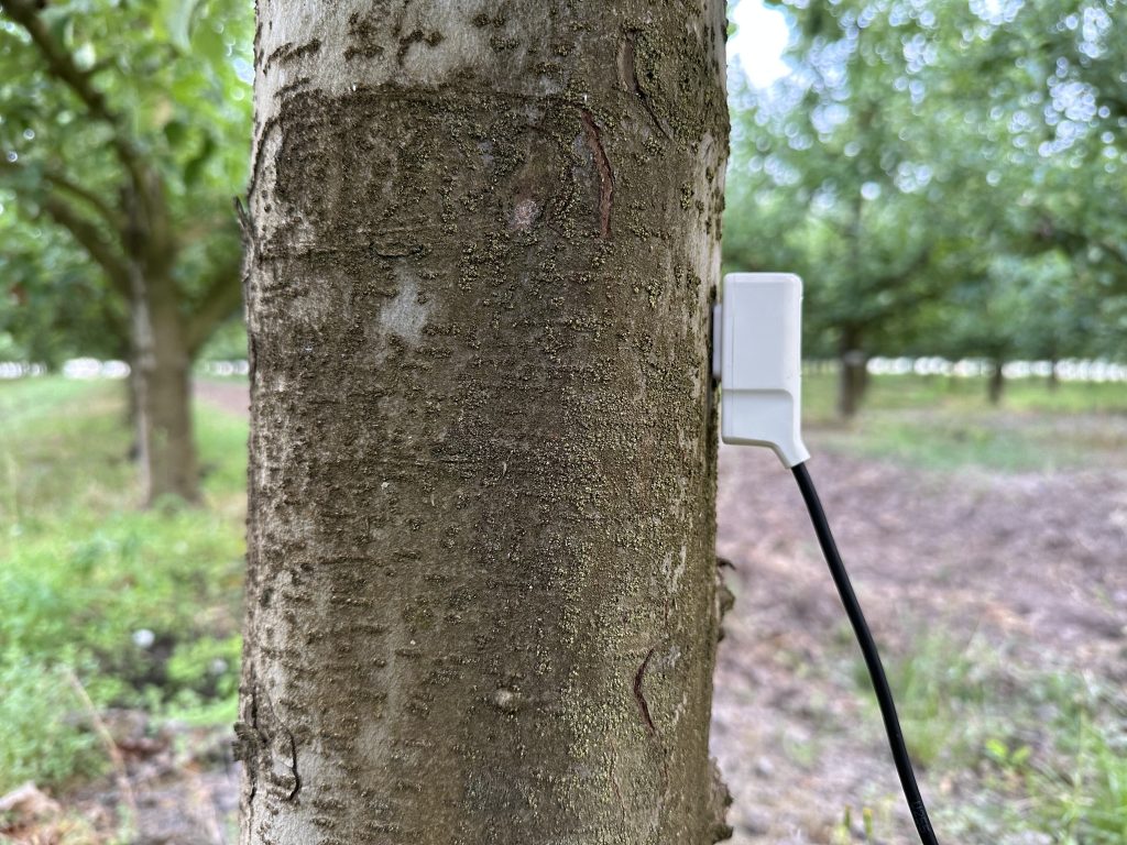Figure 2. The Implexx Sap Flow Sensor Gen2 installed on an apple tree in the Yarra Valley, Victoria, Australia.