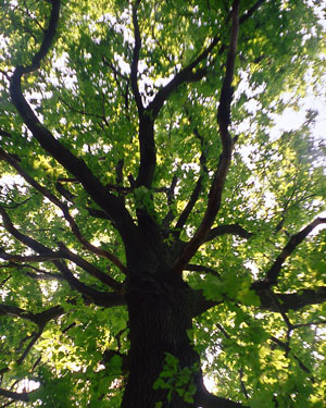 Figure 1. An oak tree (Quercus robur). Image source: Stefanst at English Wikipedia.