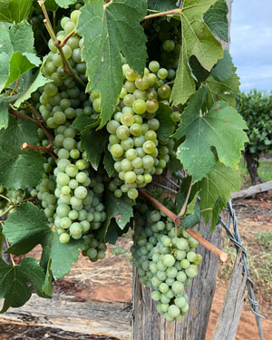 Figure 5. Grapevines (Vitis vinifera) was the study species of Forster and Englefield (2021).